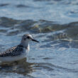 Bécasseau sanderling